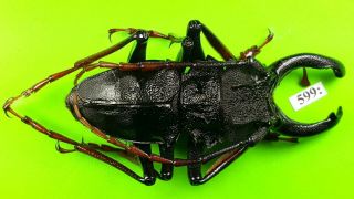 Cerambycidae Prionocalus Cacicus Male 71mm,  Huge Prioninae From Peru 599