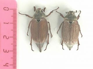 Melolontha Sp.  - Iran - Pair - Coleoptera,  Scarabaeidae
