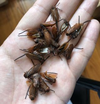 Cicada Darthula Sp From Mt.  Ailaoshan Yunnan China No.  4019