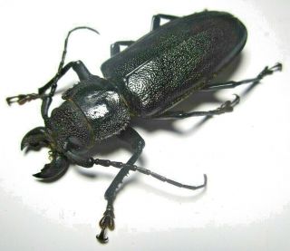 Cerambycidae Prioninae Physopleurus Rugosus 68mm 2 From PerÚ