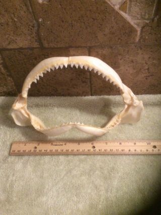 Real 10 Inch Shark Jaw Teeth Taxidermy Grey Reef? Storage Find