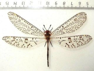 Antlion.  Neuroptera.  Palpares Sobrinus.  Giant South African Rep.