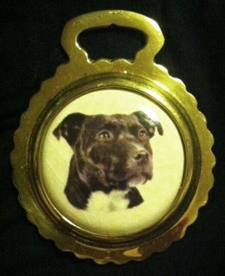 Staffordshire Bull Terrier Dog Ceramic Horse Brass Dog Gift Wow Your Walls
