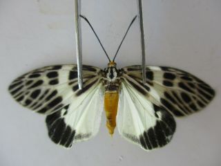 M8708.  Unmounted Butterflies: Zygaenidae Sp.  South Vietnam.  Dong Tien