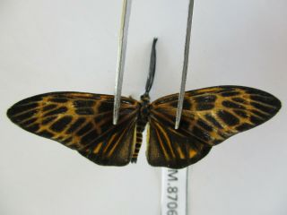M8715.  Unmounted Butterflies: Ygaenidaesp.  South Vietnam.  Dong Tien