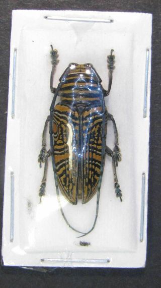 Coleoptera Pair Zographus Hieroglypphicus From Tanzania Male A1/a1 -