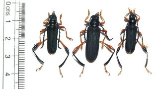 Cerambycidae.  3 From Mt Bawang.  West Kalimantan (3)