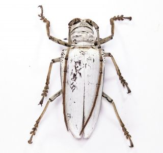 Rosenbergia Vetusta - Cerambycidae 58mm From Fak - Fak,  West Papua,  Indonesia