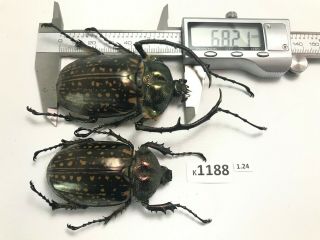 K1188 Unmounted Beetle Cheirotonus Vietnam Central