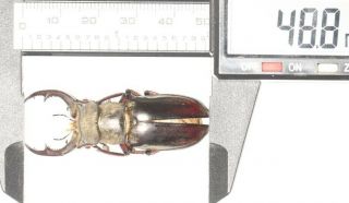 Lucanidae Lucanus Prossei 48.  8mm Yunnan