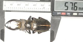 Lucanidae Lucanus Cheni Lucanus Furcifer 57.  6mm Tibet