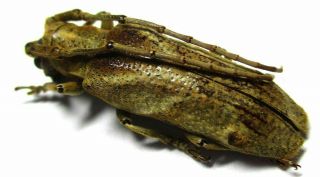 L001 Cerambycidae: Xylorhizini Species? 24.  5mm A -