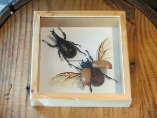 Real Gideon And Graciliconis Beetles,  Entomology,  Bugs/insects,  Frame 6 " X 6 "