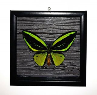 Ornithoptera Poseidon Butterfly In The Frame Of Expensive Breeds Of A Tree.