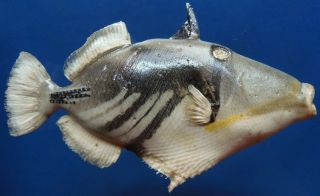 10023 Blackbelly Triggerfish Rhinecanthus Verrucosus 145 Mm