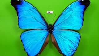 Morphidae Morpho Absoloni Male From Peru Mounted 881