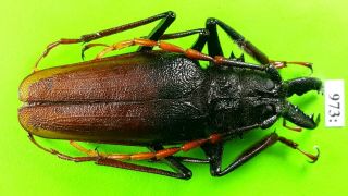 Cerambycidae Psalidognathus Antonkozlovi Male 68mm From Peru 973