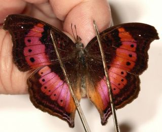 Nymphalidae Junonia Milonia Rare From Cameroon
