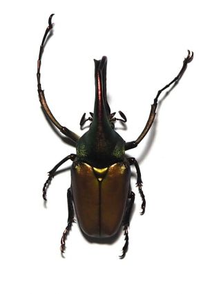 Cetoniidae.  Theodosia Antoinei.  West Kalimantan (36)