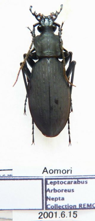 Carabus Leptocarabus Arboreus Nepta (male A1) From Japan (carabidae)