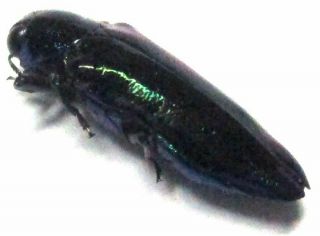 A004 Buprestidae: Philipcellus Species? 10mm