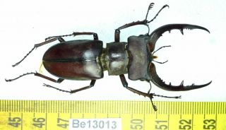 Lucanus Lucanidae Stag Beetle Real Insect Vietnam Be (13013)