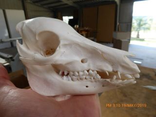 Baby Piglet Pig Skull Taxidermy Hunting Gothic Bone Art Crafts
