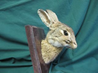 Rabbit Head Taxidermy Mounted On Wooden Plaque