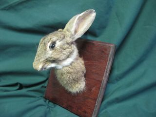 Rabbit Head Taxidermy Mounted on Wooden Plaque 2