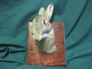 Rabbit Head Taxidermy Mounted on Wooden Plaque 3