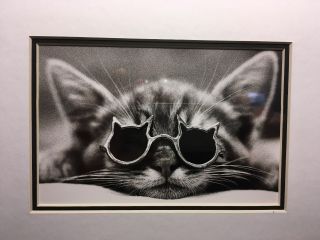 Custom Framed and Matted Photograph of a Cool Cat Wearing Glasses Very Cute 2