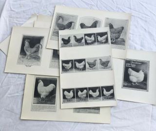 Poultry Photographs A.  O.  Schilling 1909 Farm Leghorn Wyandotte Rock Art