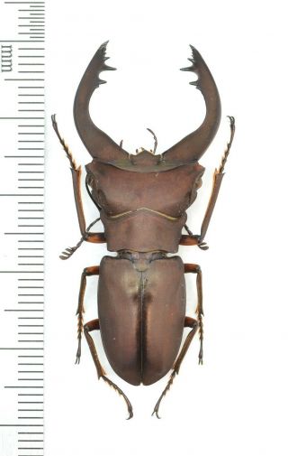Lucanidae Cyclommatus Margaritae? 44mm From Png