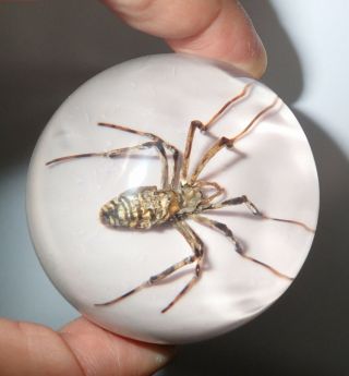Wasp Spider Specimen 60 Mm Sphere Ball Vechicle Shift Knob Purplish White Bottom