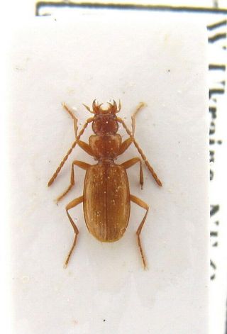 Insect.  Carabidae.  Duvaliopsis Pilosella Rybinskii,  A - Extremely Rare