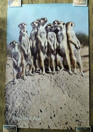 Meerkat Group Poster,  Vintage,  Smithsonian,  Large,  22 " X 33 "