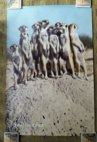 Meerkat group poster,  vintage,  Smithsonian,  LARGE,  22 