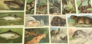 1889 1890 - 14 Arbuckle Bros Coffee Victorian Trade Cards,  Fish And Animals