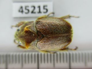 45215.  Rutelidae: Didrepanephorus Sp?.  Vietnam Central