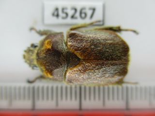 45267.  Rutelidae: Didrepanephorus Sp?.  Vietnam Central