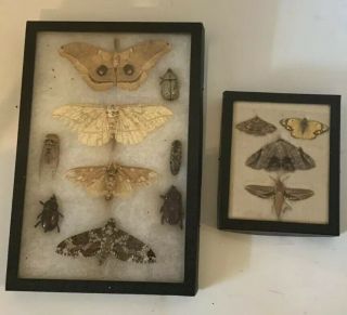 Old Vtg Entomology Mount Display Moth 2 Cases