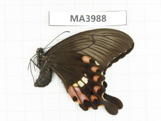 Butterfly.  Papilio Polytes Ssp.  China,  W Sichuan,  Danba.  1f.  Ma3988.
