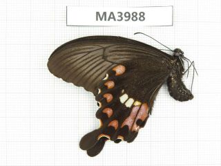 Butterfly.  Papilio polytes ssp.  China,  W Sichuan,  Danba.  1F.  MA3988. 2