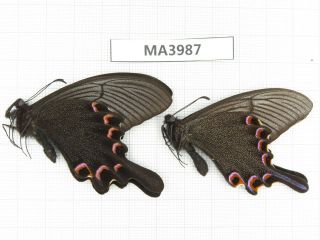 Butterfly.  Papilio Syfanius Ssp.  China,  W Sichuan,  Danba.  2m.  Ma3987.