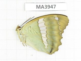 Butterfly.  Nymphalidae Sp.  China,  W Sichuan,  Danba.  1f.  Ma3947.