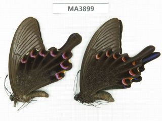 Butterfly.  Papilio Syfanius Ssp.  China,  W Sichuan,  Yajiang.  2m.  Ma3899.