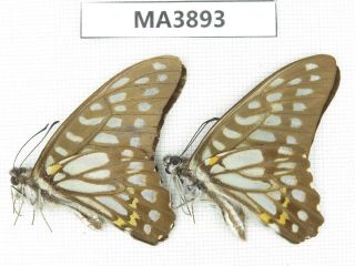 Butterfly.  Graphium Sp.  China,  W Sichuan,  Yajiang.  2m.  Ma3893.
