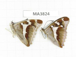 Butterfly.  Nymphalidae Sp.  China,  W Sichuan,  Yajiang.  2m.  Ma3824.