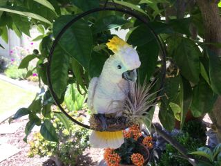 HANGING PARROT BIRD ON RING SWEET PARROT WITH PLANT HOME DECOR GARDEN PATIO 2