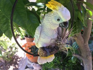 HANGING PARROT BIRD ON RING SWEET PARROT WITH PLANT HOME DECOR GARDEN PATIO 4
